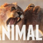 Maroon 5 - Animals (single artwork)Maroon 5 - Animals (single artwork)