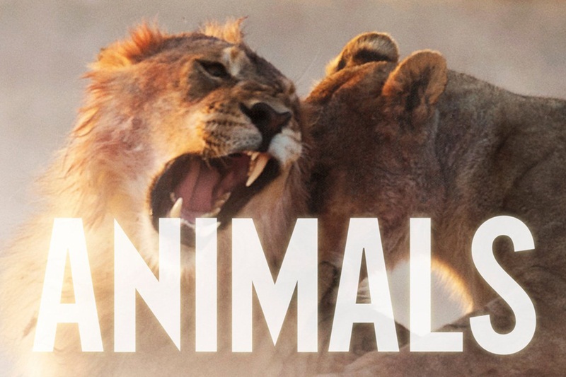 Maroon 5 - Animals (single artwork)Maroon 5 - Animals (single artwork)