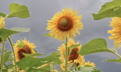 Videoclip Zdob si Zdub Floarea Soarelui