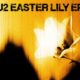 Coperta album U2 Easter Lily